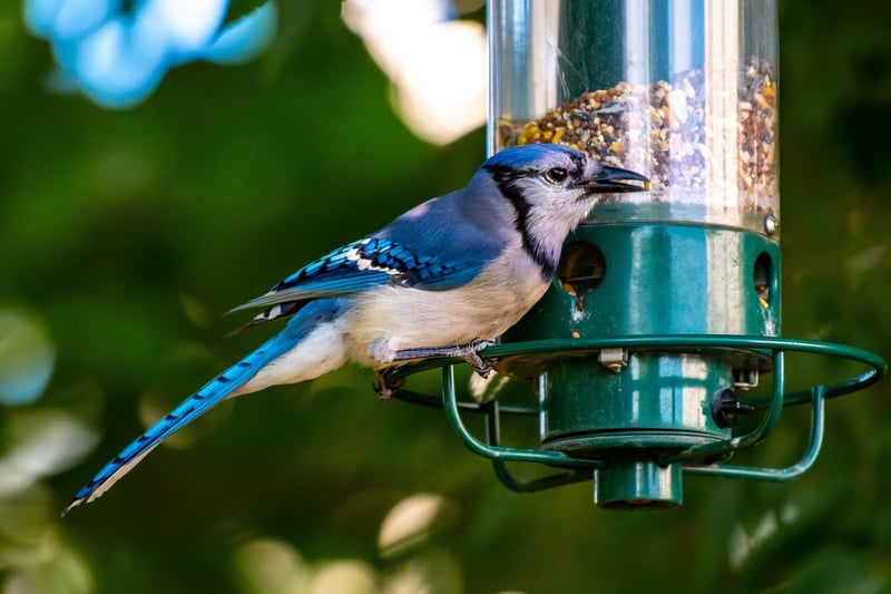 Upcycled Bird Feeders